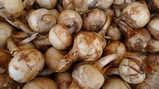 这6种市场上不常见的蔬菜,我在北方市场一个都没见过,你见过吗?