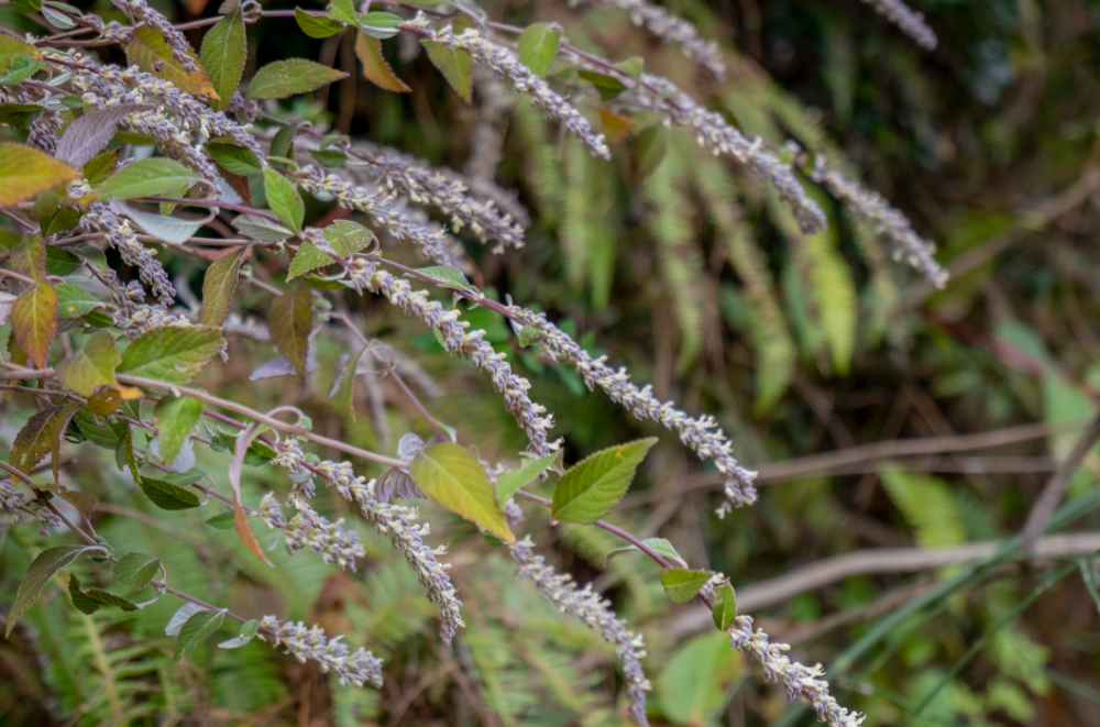 生机勃勃的山桂花和生命力旺盛的野坝蒿花则是冬季主要的野生蜜源植物