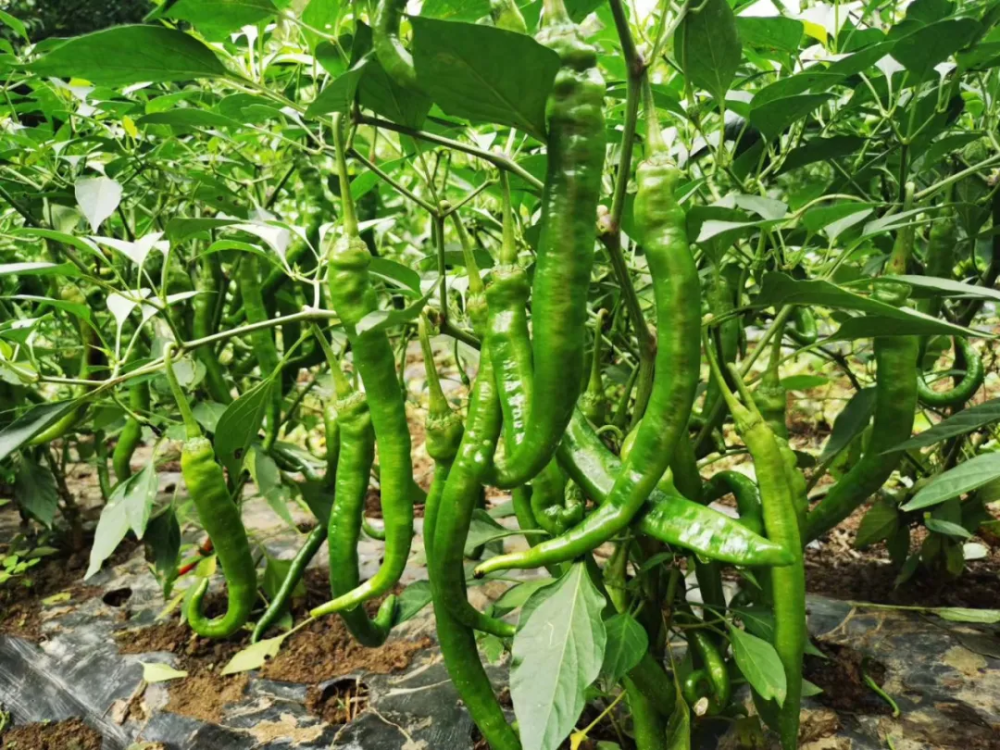 到了端午节前后,辣椒树上便挂满了长短不一,粗细不等的青椒,此时的