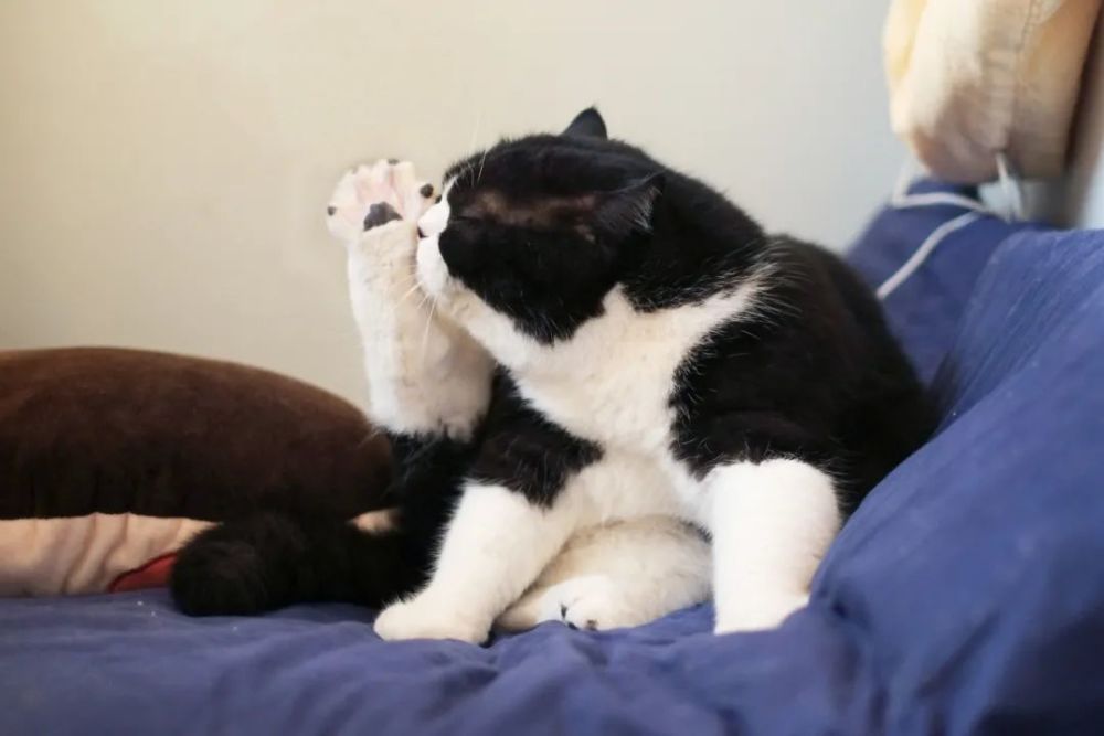 只有养猫人才懂的破防瞬间天那喵我被选中了