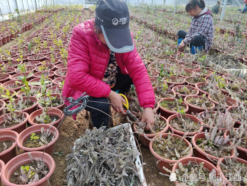 是宜春市炳晨农业科技发展有限公司在渥江镇石背村设立的鹿茸草种植