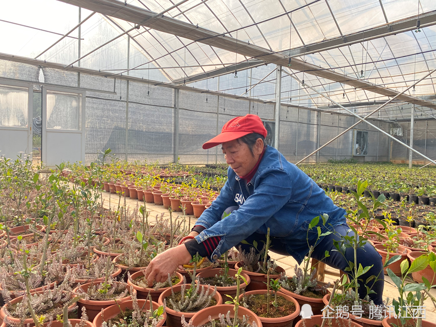 是宜春市炳晨农业科技发展有限公司在渥江镇石背村设立的鹿茸草种植