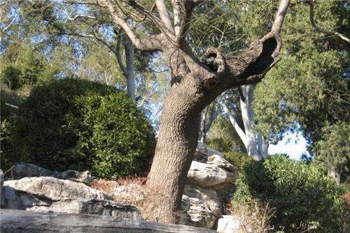 吊死過皇帝的歪脖子樹枯死後為何還被戴上鐵鏈200年不拆