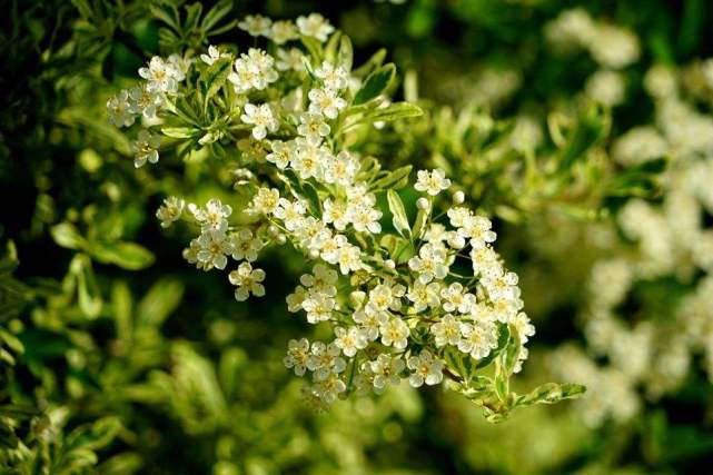 优良的观叶观果地被植物小丑火棘植物非试管高效快繁