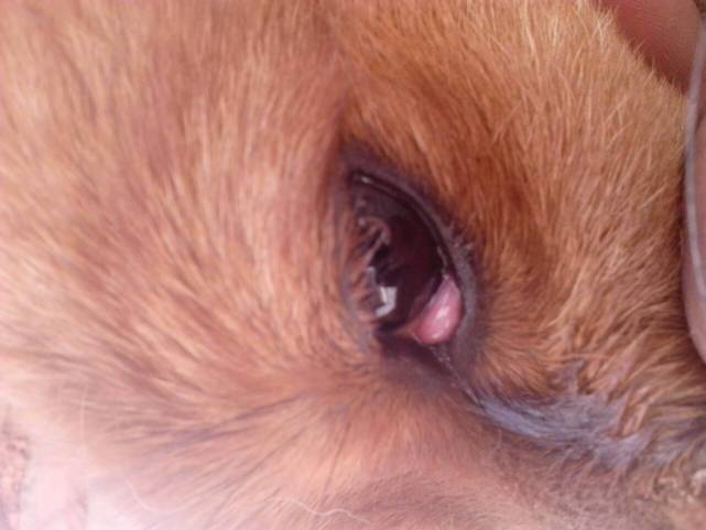 狗的眼睛怎么了?3种治疗方法推荐