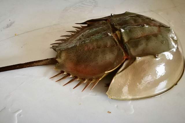 相较于其他物种,它不仅外形奇特,就连血液的颜色也是十分特别,呈现出