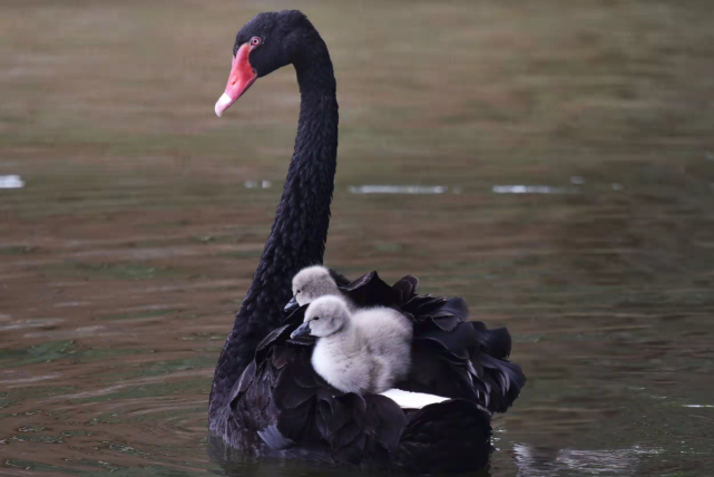 萌翻深圳野生动物园天鹅宝宝第一次下水啦