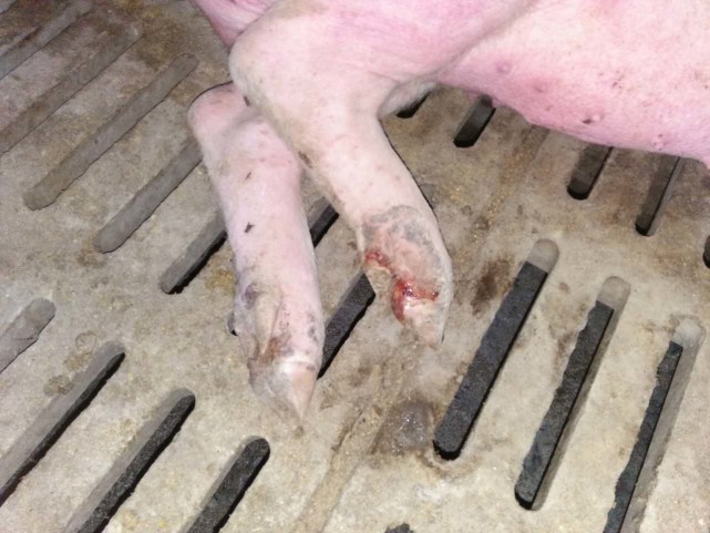 猪口蹄疫我们最常见到的现象就是猪蹄子溃烂,蹄子上有很多的水泡,如果