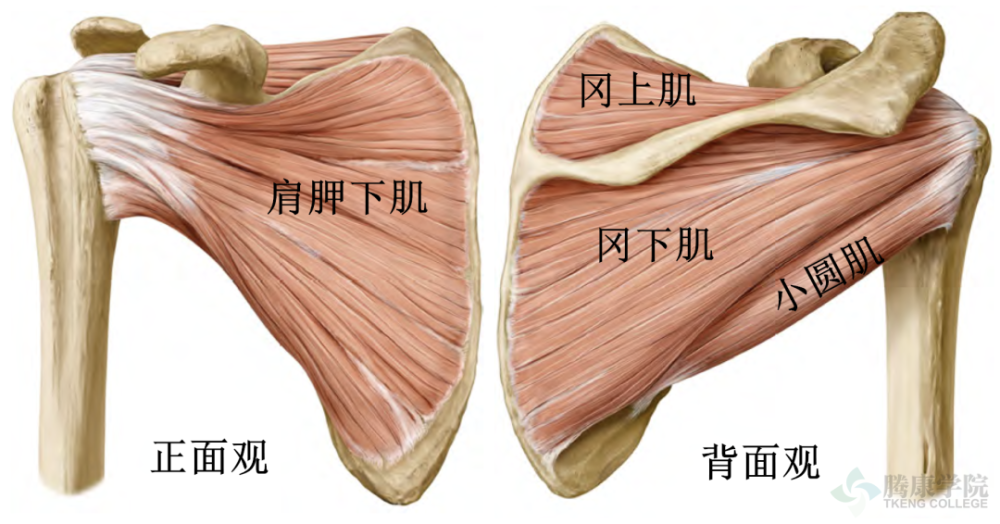 肩袖由冈上肌,冈下肌,小圆肌和肩胛下肌组成.1,肩袖肌腱病