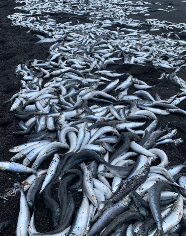 日本核废水鱼图片