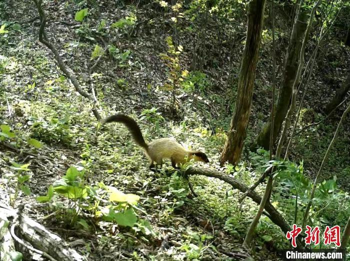 湖北一自然保護區發現一批野生動物