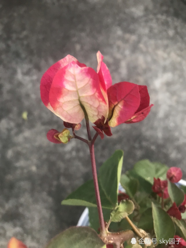 非常惊讶的印度画报三角梅花色多变如魔幻般美丽