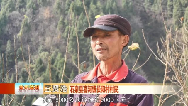 石泉县喜河镇长阳村村民 王贤浩个人吃不完的,就卖钱,卖了8000多块钱