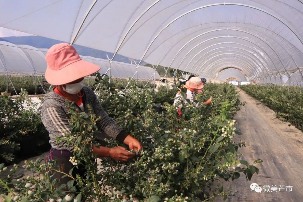 产品销往北上广深芒市千亩佳沃蓝莓顺利投产上市