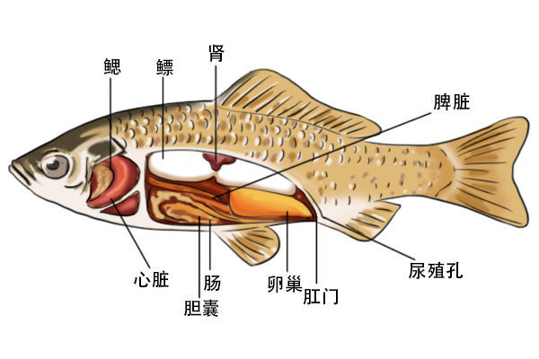 草鱼的身体结构示意图图片