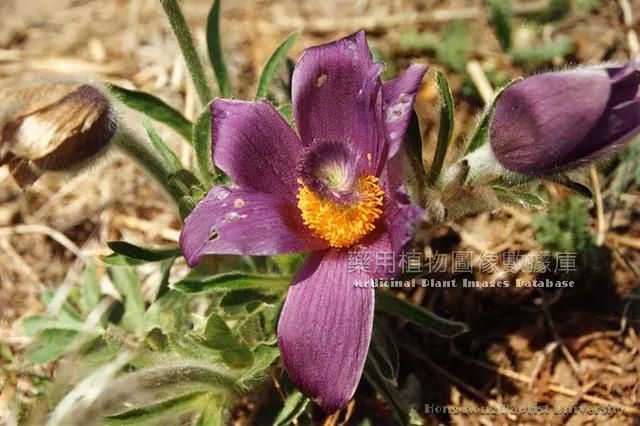 中药界的"白发魔女"——神奇的白头翁