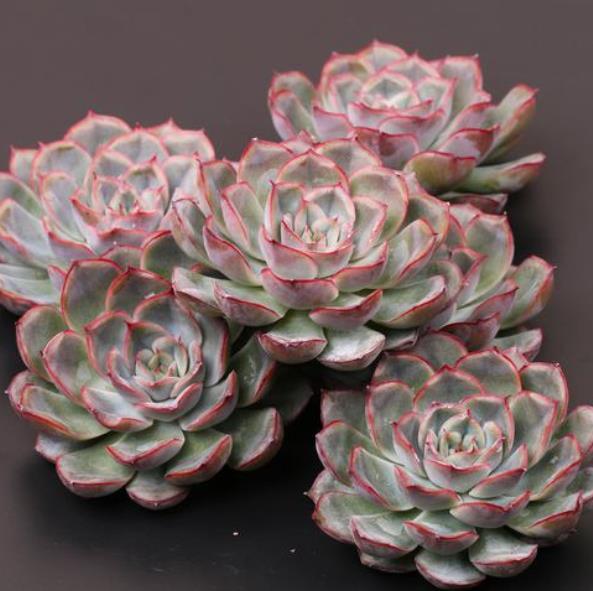 新手养盆多肉猎户座皮实好养不徒长叶片肥厚爱爆崽美极了