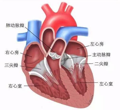 主动脉和肺动脉位置图图片