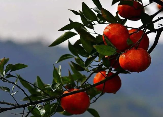 卖红袍柑的童年一去不复返