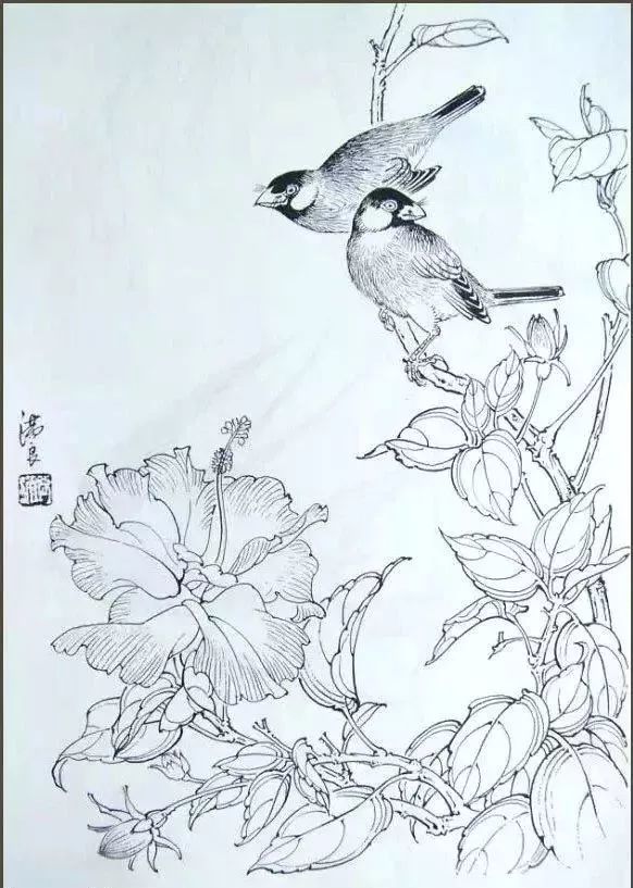 书画联盟丨 工笔花鸟白描稿