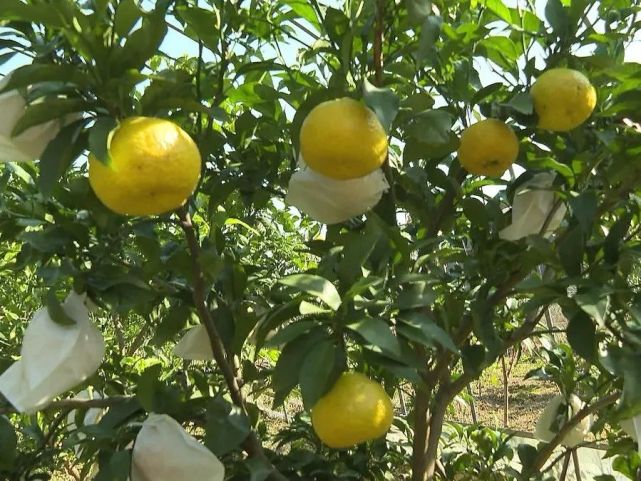 仁宫乡的绿美人丰收在即不要错过哦