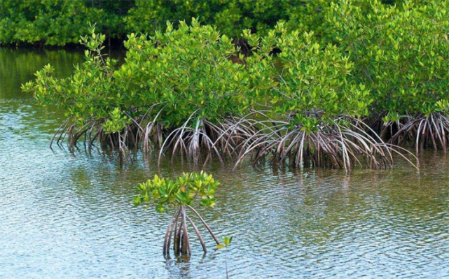 冷知识红树植物对高盐的潮间带环境具有什么特殊的作用