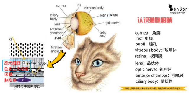 這歸功於貓咪眼睛中的一個特殊的結構:照膜(tapetum lucidum).