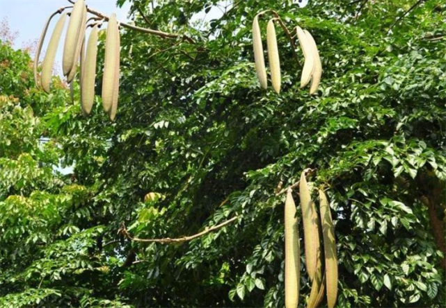 植物科普木蝴蝶别名叫什么这种观花赏果的植物有栽培价值吗