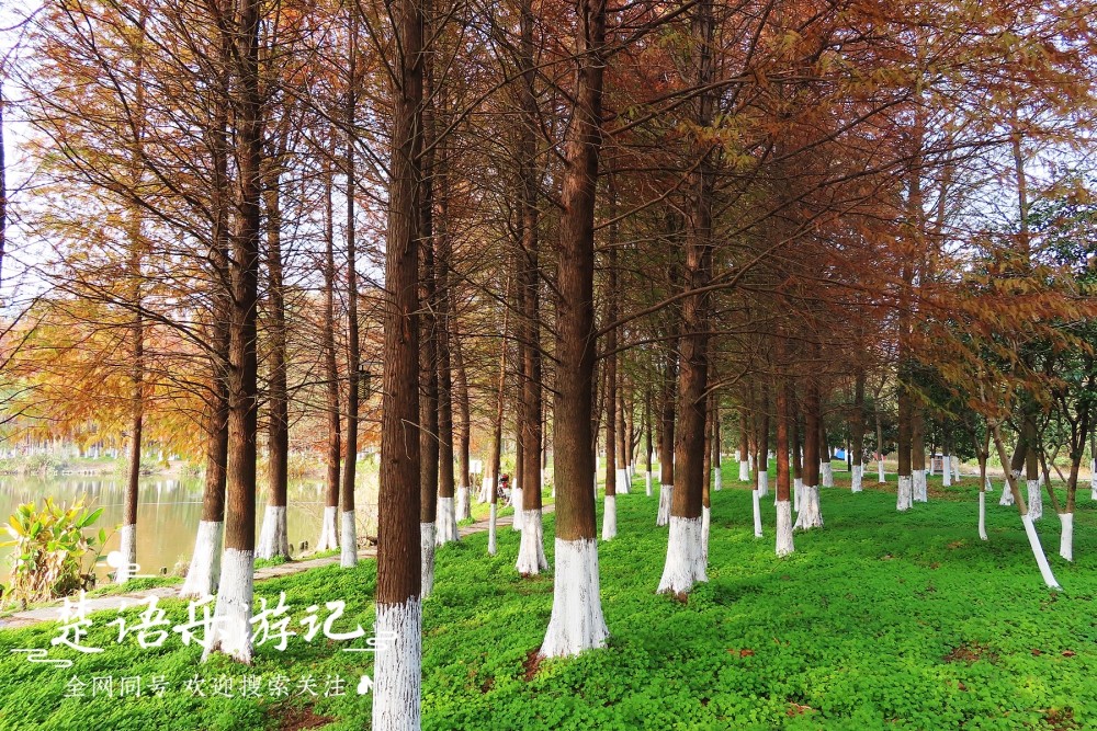 宁波有一个低调的红杉林地铁4号线可以到达竟有童话般的意境