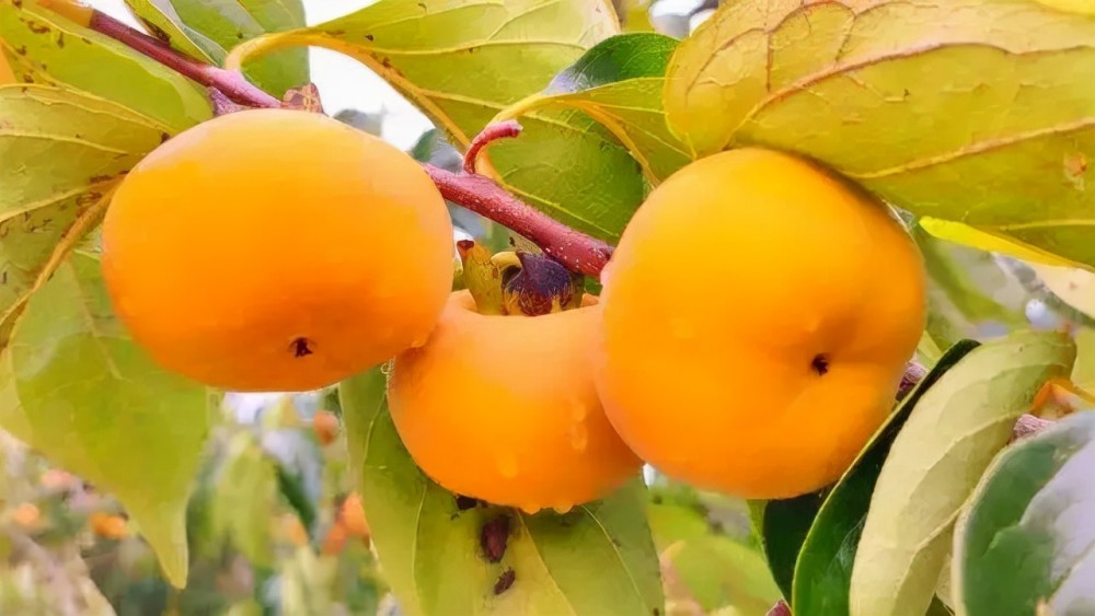 五华特产小吃 大田柿花 腾讯新闻