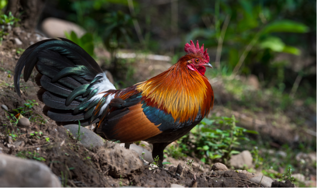 857 荒野公学|"隔咯咯～啾啾～dadada"——鸟类叫声指南|猫头鹰|原鸡