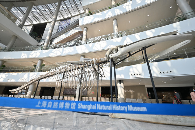 长24米,重3吨,已在上海自然博物馆展出