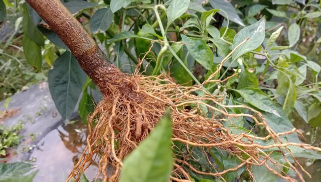 农民扔掉的辣椒根用它煮水泡脚活血消肿解决好多人的烦恼