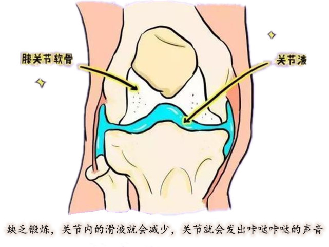 关节,就像抱拳做鞠躬的手;握拳的手(关节头)被包在另一只手里(关节窝)