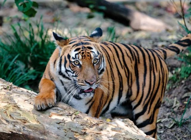 上海動物園招募虎年小小宣講大使,你來嗎?|老虎|上海動物園