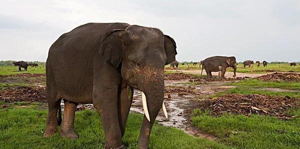 河南的简称为豫意思是有大象的地方河南什么时间生活着大象