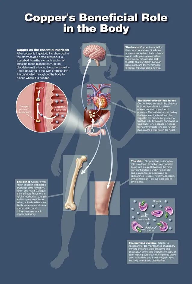 蓝铜胜肽一个人的战斗2