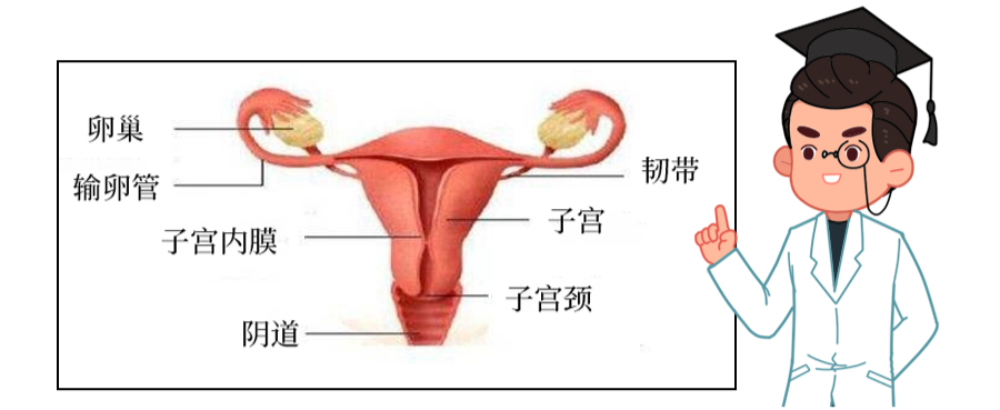 26歲沒了陰道沒了子宮這種病害慘無數中國女性