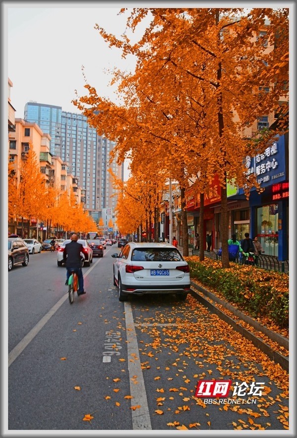 银杏黄了!这条街美得像童话世界,你来打卡吗?