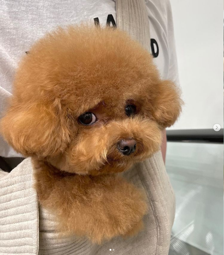 没人有能拒绝两团可爱的棉花团网友分享两只爱犬可可爱爱萌到爆炸