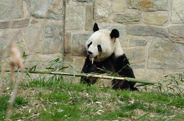 大熊猫在我国有着非常重要的地位,在我国百姓的心中,他也是一种象征着