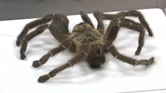 1周内发现2次 江苏海关截获巨型蜘蛛 性情凶猛 能捕杀小鸟 腾讯新闻
