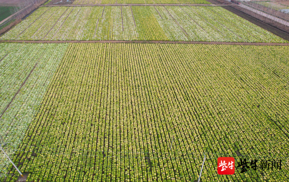 连云港新坝黄芽菜成群众致富黄金叶