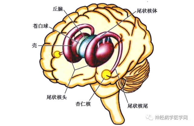 腦部特殊部位病損症狀及定位診斷圖解