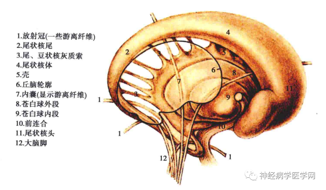 在低等脊椎動物,由於大腦皮質還未發生或還很原始,錐體束還不存在