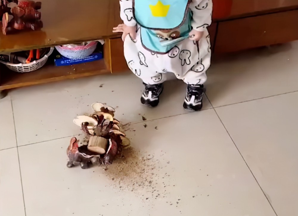 河北一孩子将灵芝盆栽打翻女子发现惊天黑幕枉我每星期都浇水