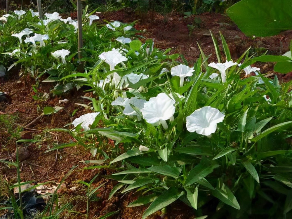 原來蔬菜也會開花你知道嗎