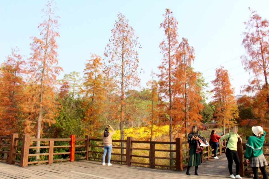 玉林溼地公園的紅杉樹紅了,約起來!_騰訊新聞