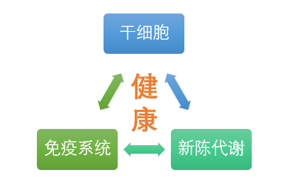 干细胞免疫系统新陈代谢疾病康复的铁三角