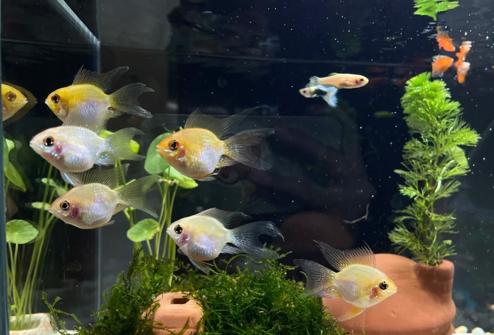 养金波子鱼的六大注意事项